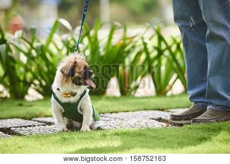 Portrail of adorable dog in overall sitting outdoors