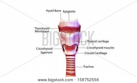 3D illustration Thyroid Nodules and Goiters.human body part.