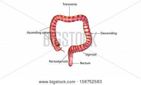3d illustration human body large intestine .