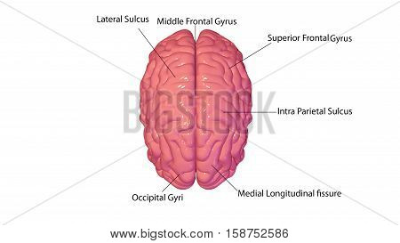 3d illustration human body brain .human body part.