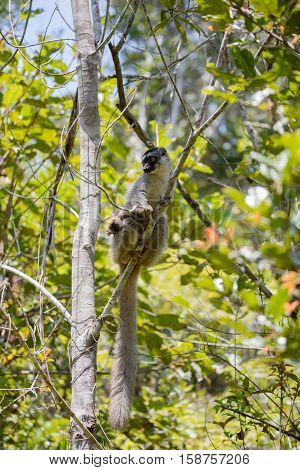 Common Brown Lemur In Top Of Tree