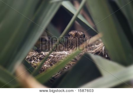 Blackbird In Nest
