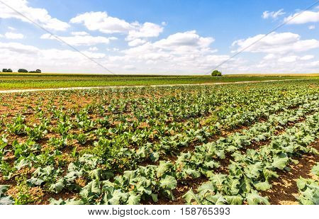 White stemmed chard growing in field in early summer
