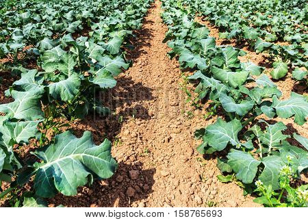 White stemmed chard growing in field in early summer