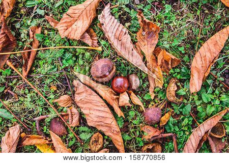 Horse Chestnut - Aesculus Hippocastanum On Forest Floor With Leaves.