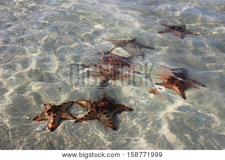 Starfish and water sea with light reflection.