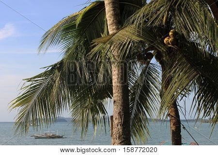Coconut palm trees. Port Barton, Palawan Philippines