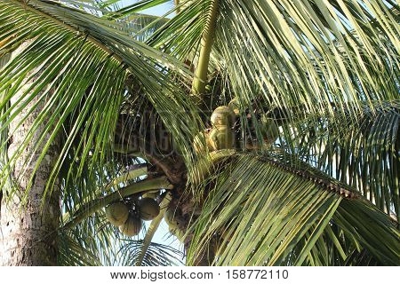 Coconut palm trees perspective view. Palawan Philippines