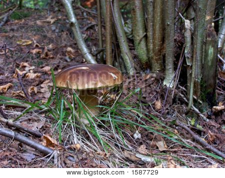 Fungo nella foresta Gouwing