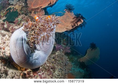 ปลาตัวตลกและ anemone