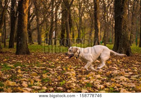 Funny young yellow labrador in beautiful autumn park on sunny day. Autumn portrait of white labrador running on fall leaves. Labrador dog outdoors the autumn.