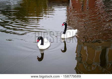 Two beautiful black-necked swan on monastery pond in background reflects old buildings