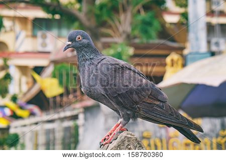 Gray Dove on the city landscape background. Funny Pigeon is sitting on the stone of of Wat Rakhang Pier, Bangkok, Thailand.