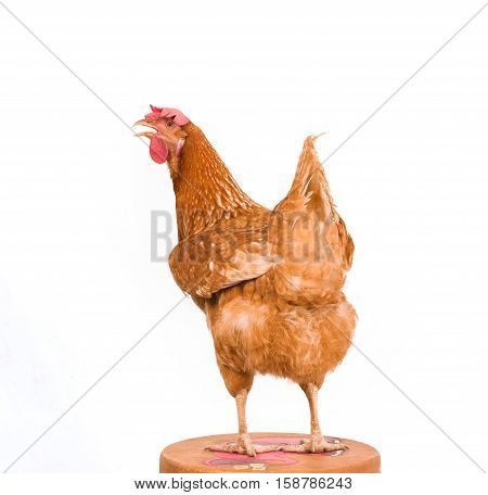 rear view of brown chicken standing on wood path isolate white background