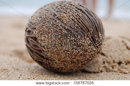 Brown coconut on the beach near sea