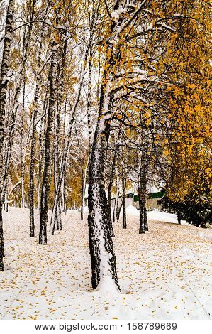 snowy birch in the Park in autumn contrast