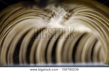 Snake skeleton ribcage in perspective shallow depth of field