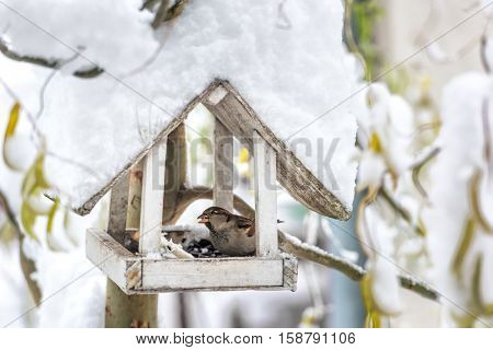 small bird on feedbox close up