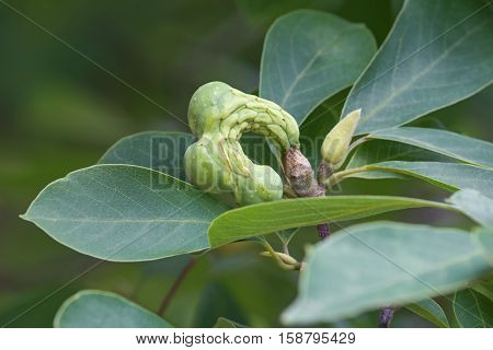 Saucer magnolia (Magnolia x soulangeana). Hybrid between Magnolia denudata and Magnolia liliiflora. Called Chinese Magnolia and Tulip Magnolia also