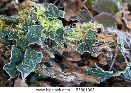 Ivy leaves frost on a cold autumn morning