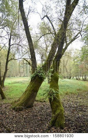 Pair of trees with moss and ferns