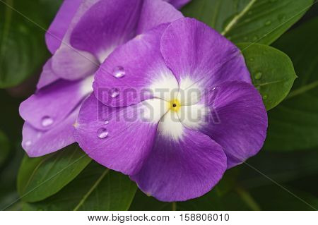 Madagscar periwinkle (Catharanthus roseus). Called Rosy periwinkle and Vinca also