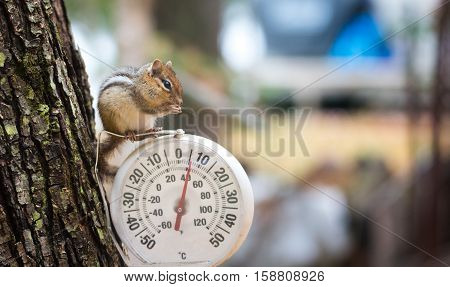 A curious chipmunk (tamias) sits up on top of dial indicator in cool shade.  Small squirrel paused on an outdoor thermometer.
