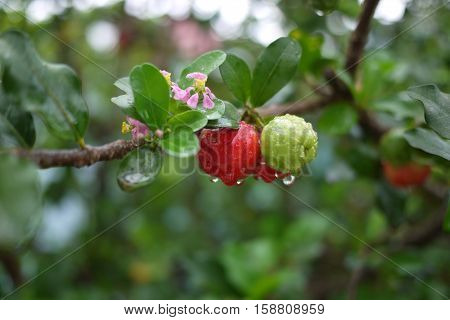 Acerola fruit green tree Brazil botany citrus