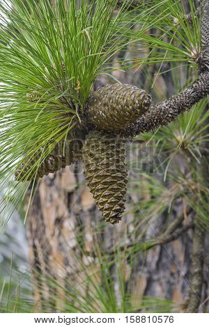 Longleaf pine cones (Pinus palustris). Called Southern Yellow Pine also