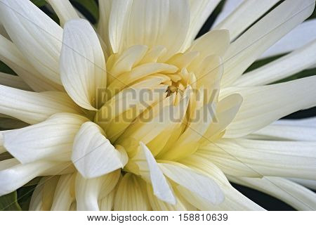 Close up image of dahlia flower (Dahlia x cultorum)
