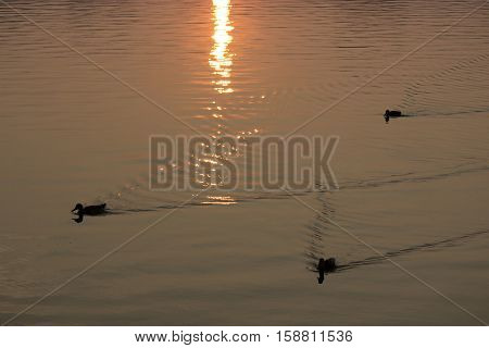 three duck swim on the lake sunset