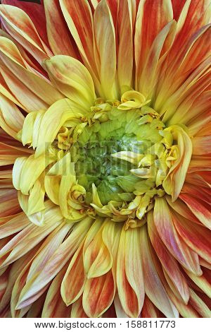 Close up image of dahlia flower (Dahlia x cultorum)
