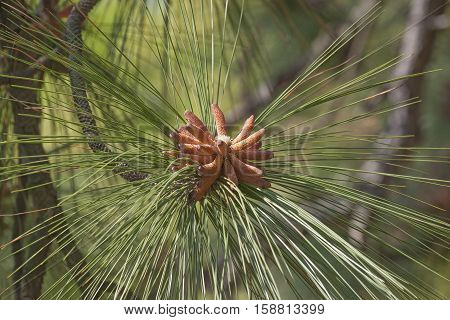 Longleaf pine pollen cones (Pinus palustris). Called Southern Yellow Pine also
