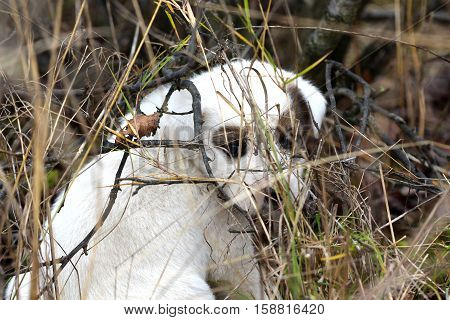 picture of a sad abandoned puppy on the chaparell