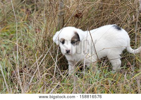 picture of a sad abandoned puppy on the chaparell