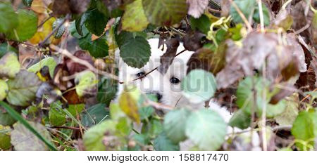 picture of a sad abandoned puppy hiding on the chaparell