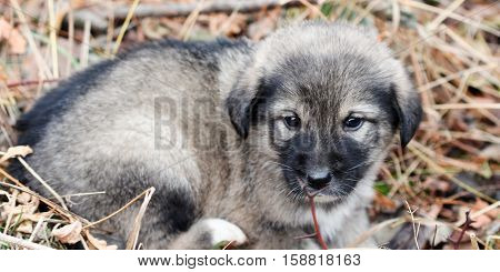 picture of a sad abandoned puppy on the chaparell