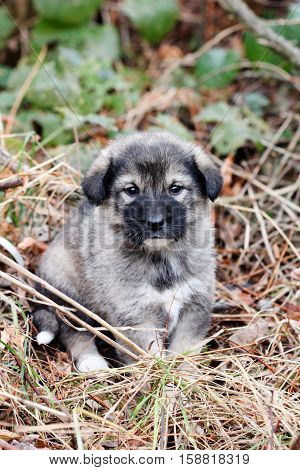 picture of a sad abandoned puppy on the chaparell