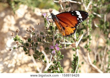 The Plain Tiger butterfly, Danaus chrysippus, feeding in the Petra Gorge on the north coast of Crete.