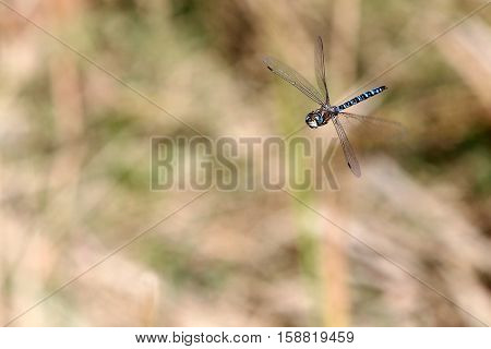 A male Aeshna mixta migrant hawker dragonfly in flight in the Petres Gorge, Crete, Greece, in mid-November, 2016.  