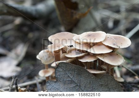 Mushrooms (Gymnopus confluens) on an old gray autumn leaves