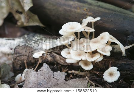 Mushrooms (Gymnopus confluens) on an old gray autumn leaves