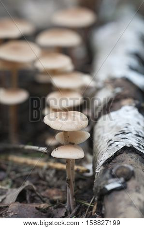 Mushrooms (Gymnopus confluens) on an old gray autumn leaves