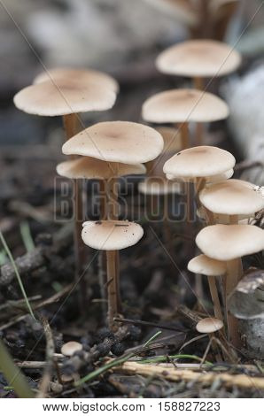 Mushrooms (Gymnopus confluens) on an old gray autumn leaves