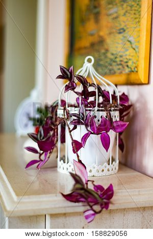 The nice purple Flower in the Livingroom