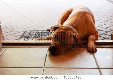 Big sad red dog lying on doorstep of entrance door that wants to enter but is not allowed in the house or that wants to have a walk but owner has no time for it.