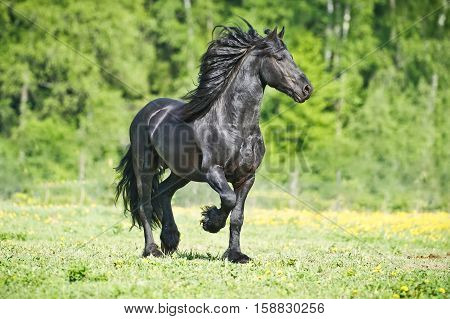 black Friesian horse gallops on the grass in the summer time