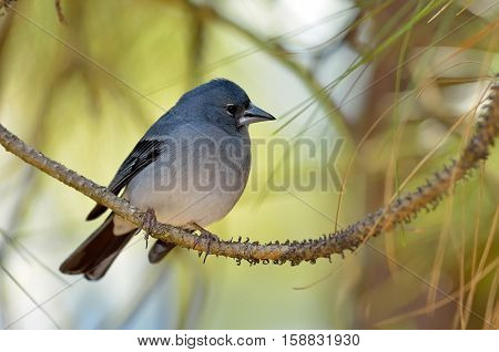 Blue Chaffinch (Fringilla teydea) in natural habitat