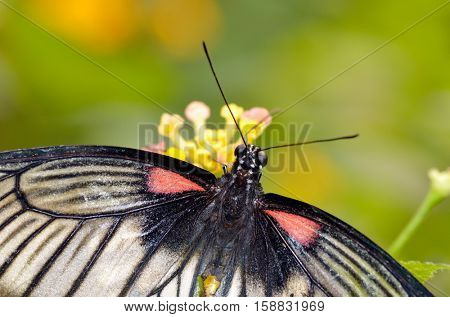 butterfly on plant (Great Mormon,Papilio memnon agenor)