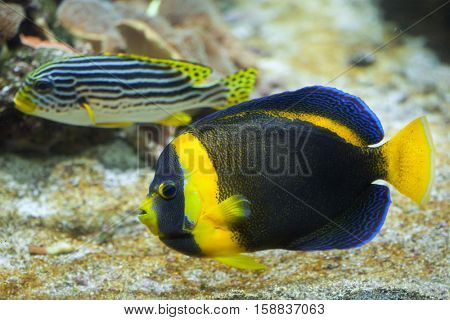 Scribbled angelfish (Chaetodontoplus duboulayi), also known as the Duboulay's angelfish. 
